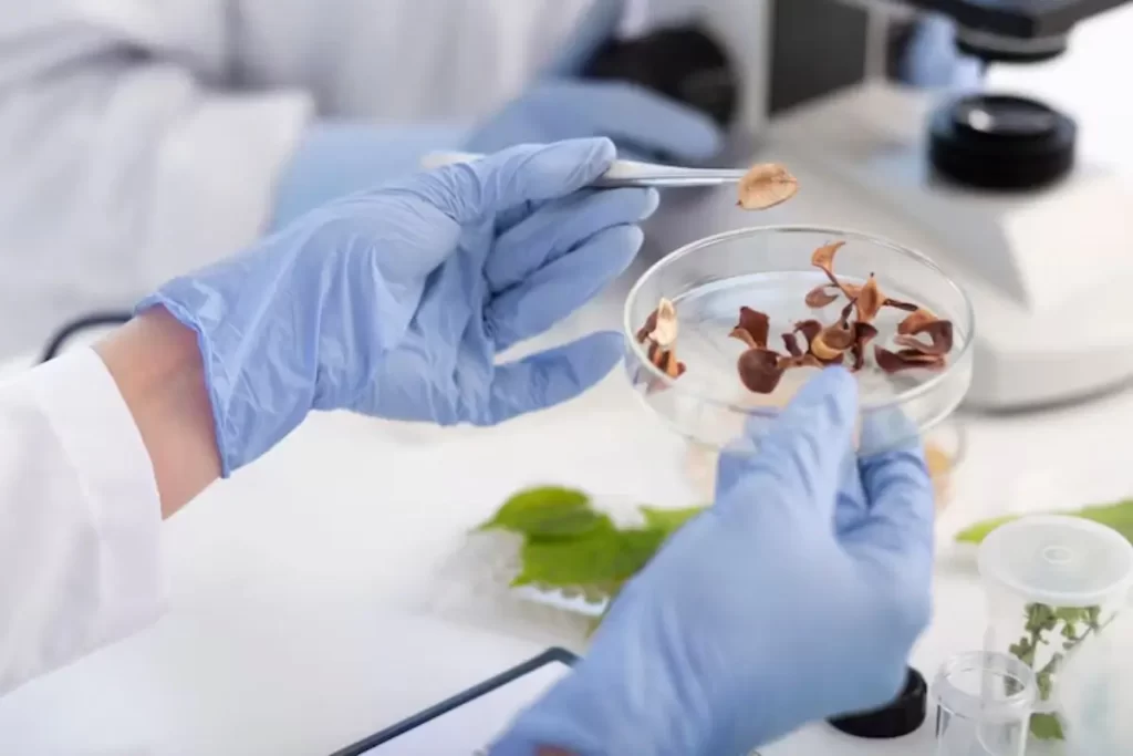 Transparência na Classificação da Soja o pelo dos Produtores Mato Grossense 1 Técnico analisando grãos de soja em laboratório para classificação em Mato Grosso, promovendo transparência.
