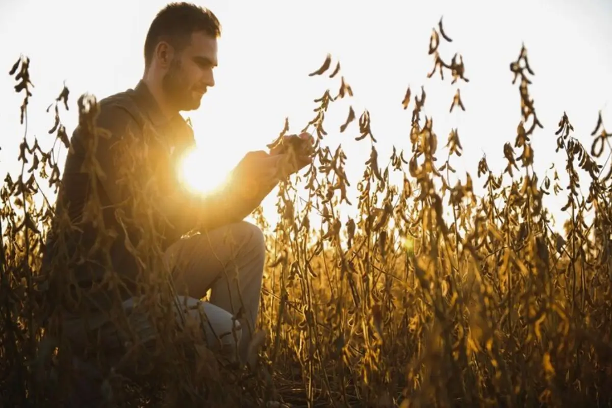 Campo de soja em Mato Grosso com produtores analisando grãos, simbolizando transparência na classificação da soja.