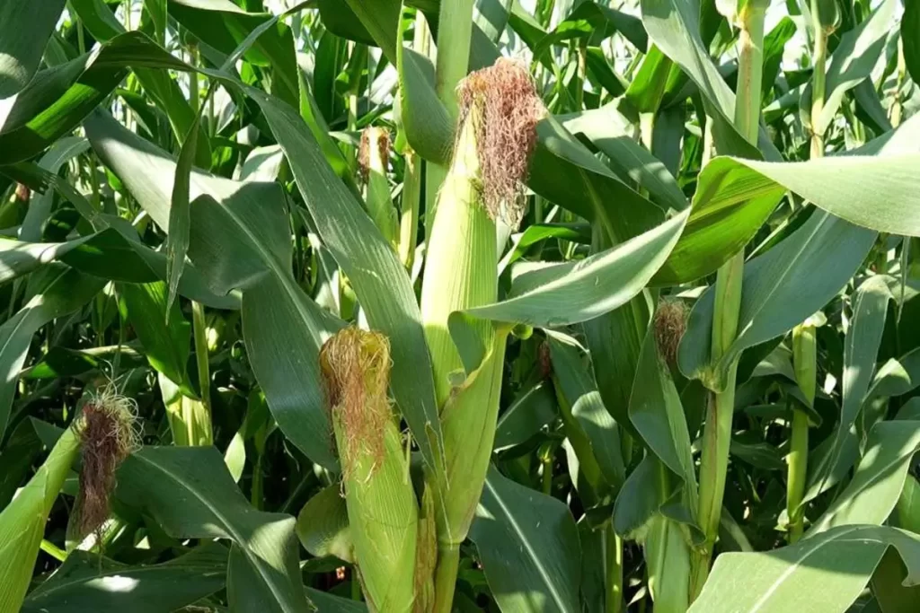 Evento em Sorriso MT apresentará quatro novas cultivares de milho altamente rentáveis 4 Close-up de espigas de milho das cultivares AD Start, AD Cristal, AD Perola e AD 189BGV no Proventus Field Day em Sorriso, MT.