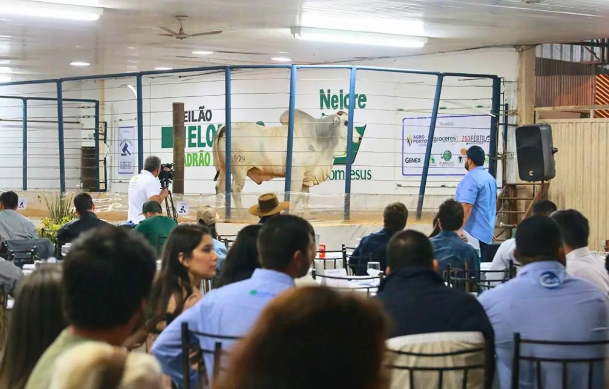 Leiloes da 51a Exposul devem superar movimentacao de negocios do ano passado Atitude MT