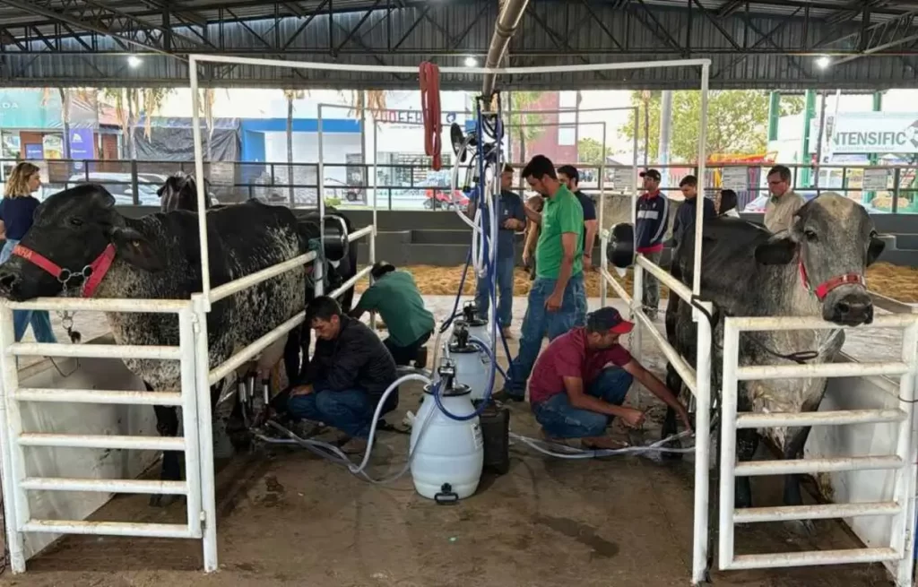 Torneio Leiteiro da 51a Exposul colocara em destaque na feira a qualidade e sanidade dos rebanhos Atitude MT