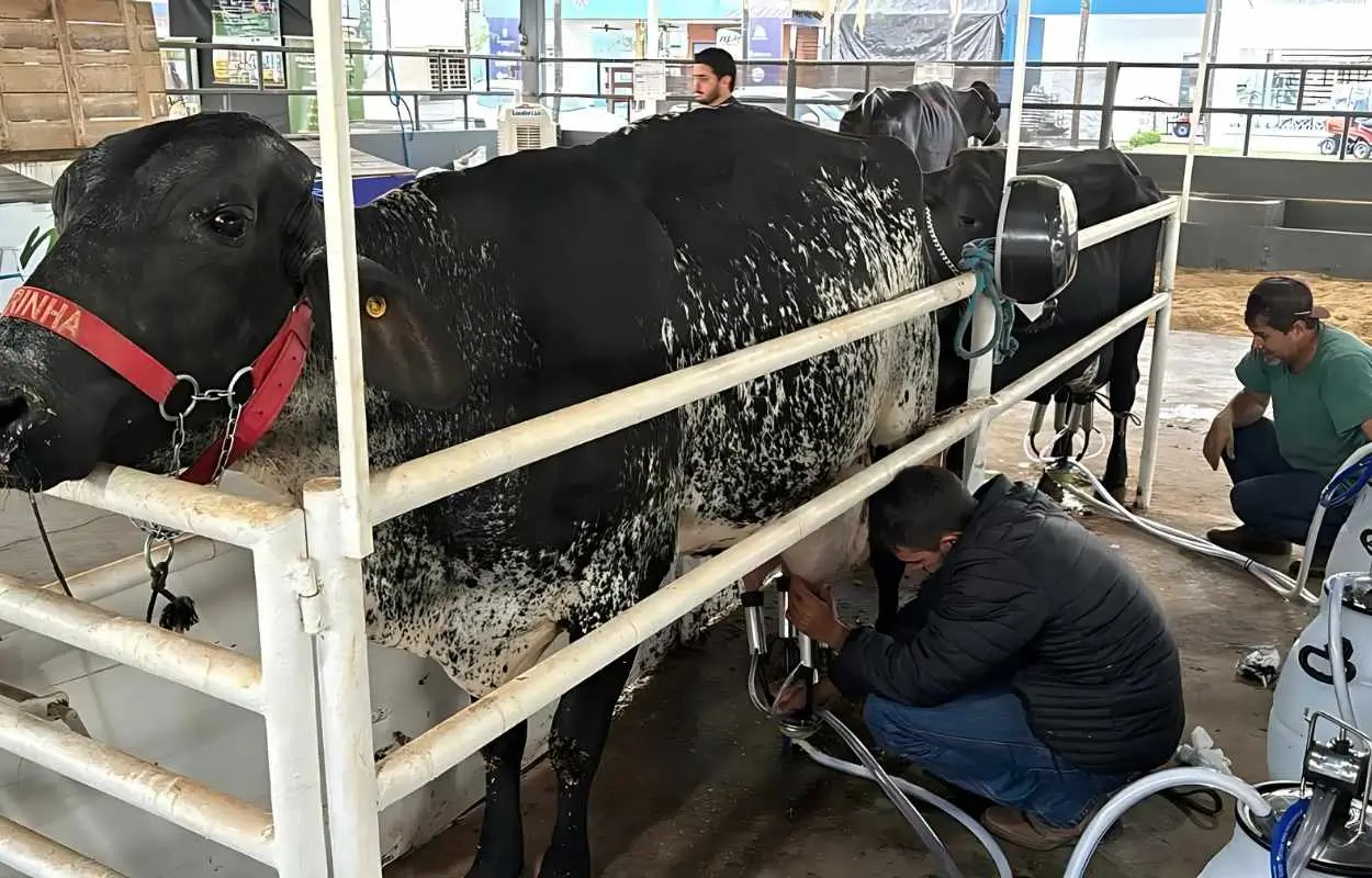 Vacas de alta produção no Torneio Leiteiro da 51ª Exposul em Rondonópolis, destacando qualidade e sanidade do rebanho