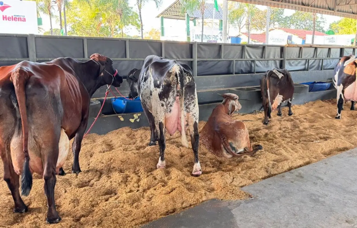 Torneio Leiteiro da 51a Atitude MT