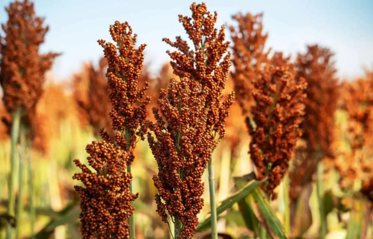 Os híbridos da linha NTXS da Nortox estão transformando a percepção do sorgo como cultura de segunda safra.
