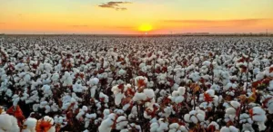 Fotografia colorida em plano aberto mostra uma vasta plantação de algodão pronta para a colheita, com capulhos brancos bem abertos que preenchem todo o horizonte. Ao fundo, o sol se põe no centro da linha do horizonte, criando um céu com degradê em tons de amarelo, laranja e azul claro. Fim da descrição.
