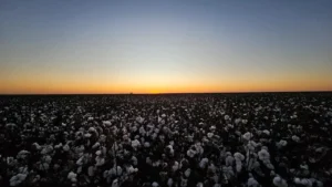 Uma fotografia panorâmica em plano geral mostra uma vasta plantação de algodão que se estende até a linha do horizonte sob o céu do amanhecer ou entardecer. O campo está repleto de capulhos de algodão brancos e abertos, contrastando com os tons escuros da folhagem e da terra abaixo. A linha do horizonte divide a imagem quase ao meio, exibindo um degradê de cores no céu: uma faixa alaranjada e vibrante surge onde o sol toca a terra, suavizando para tons amarelados até se transformar em um azul-escuro e límpido no topo da imagem. A iluminação suave destaca a imensidão e a beleza natural da lavoura.